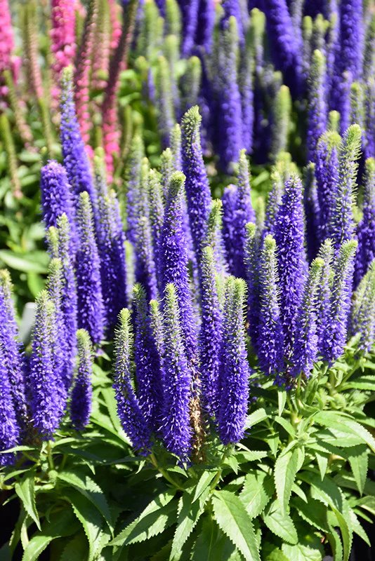 Royal Candles Speedwell