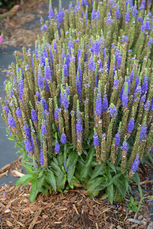 Royal Candles Speedwell - Image 2