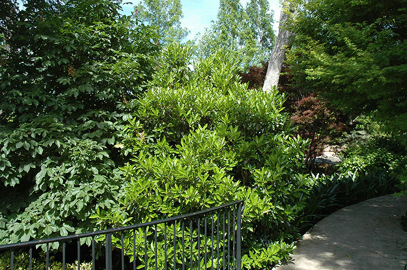 Chindo Sweet Viburnum