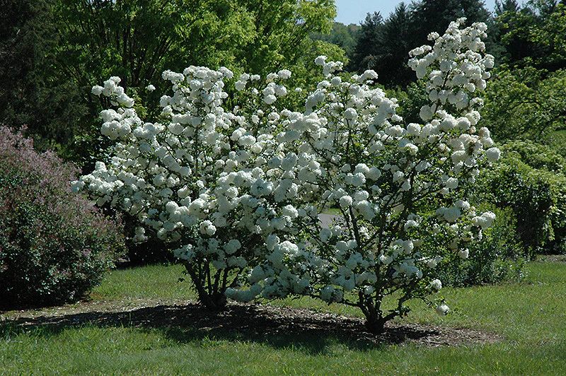 Chinese Snowball Viburnum - Image 3