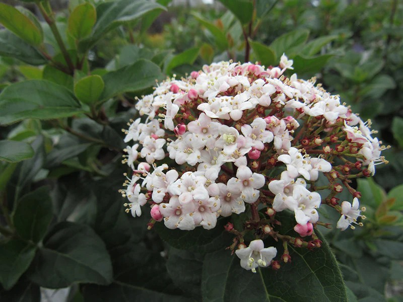 Shades Of Pink Viburnum