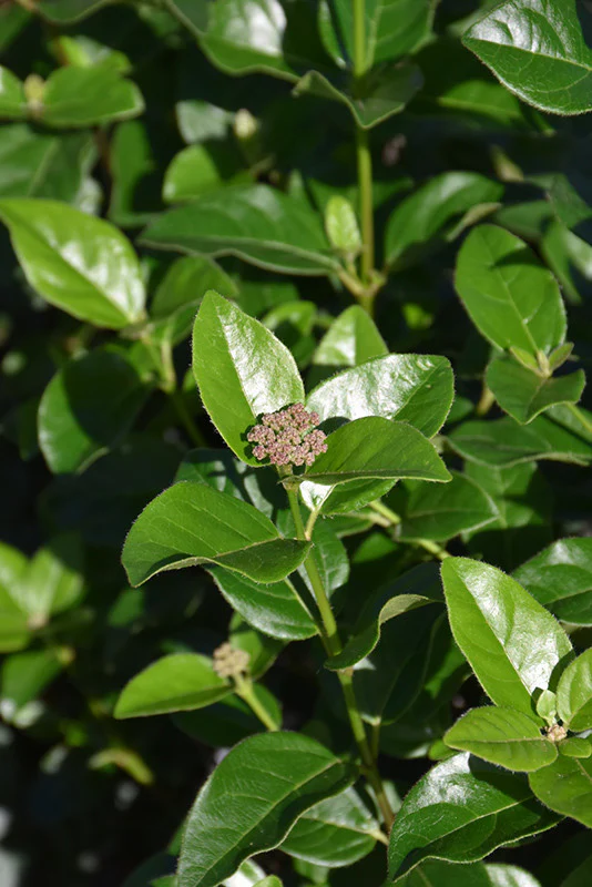 Shades Of Pink Viburnum - Image 2
