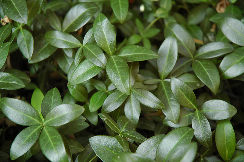 Bowles Periwinkle - Image 3