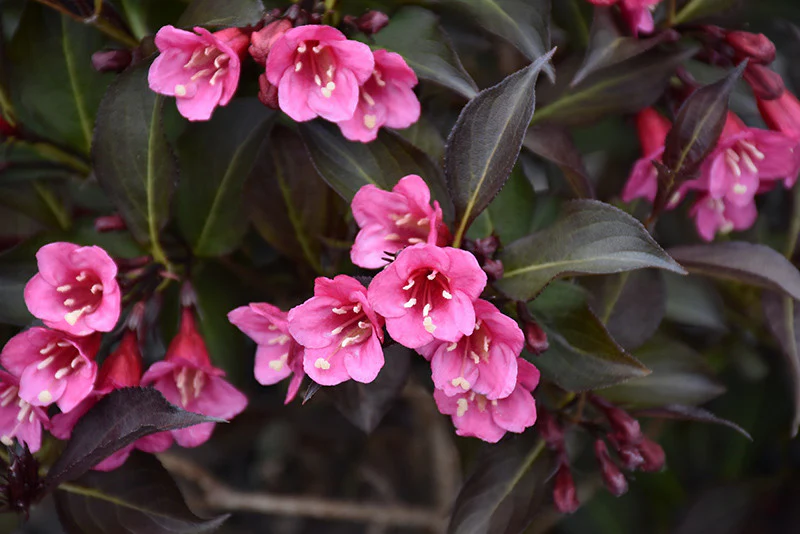 Wine and Roses® Weigela