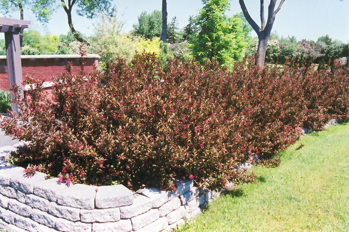 Wine and Roses® Weigela - Image 2