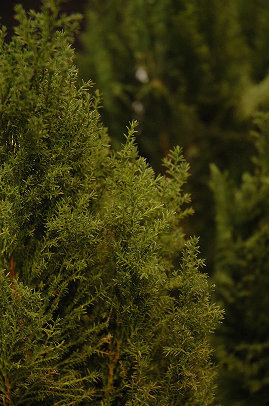 Leyland Cypress
