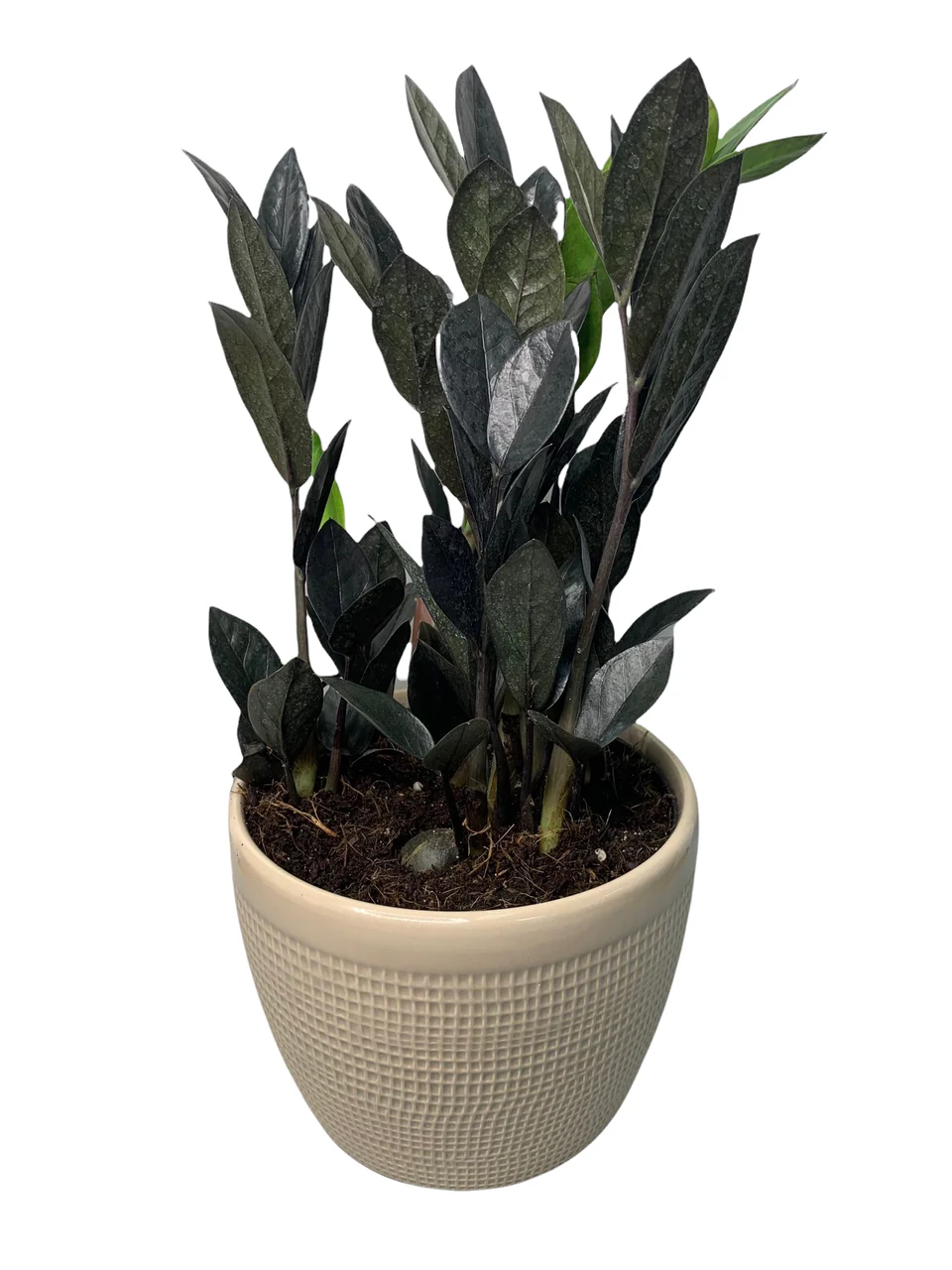 Raven ZZ Plant - Image 2
